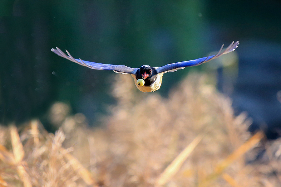 适马501001.8镜头评测,适马35mmf1.4dgdn评测