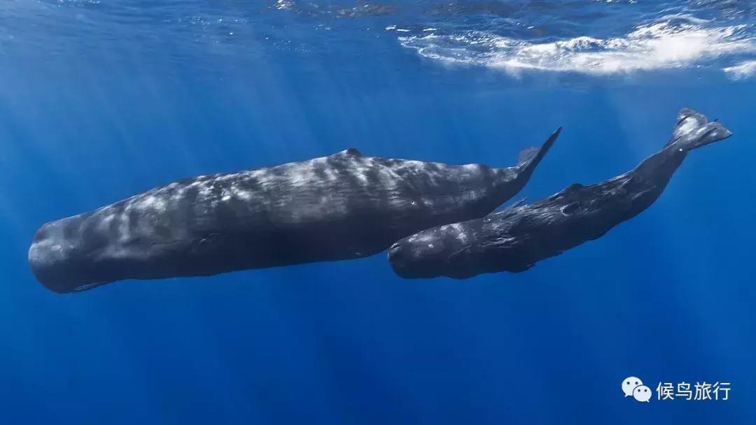 出海看到蓝鲸的感受是什么,当你下海看见一只虎鲸感觉是什么