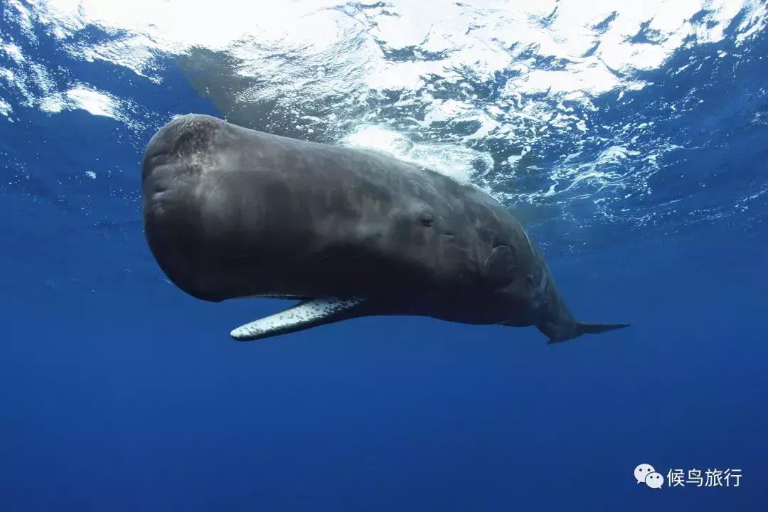 出海看到蓝鲸的感受是什么,当你下海看见一只虎鲸感觉是什么
