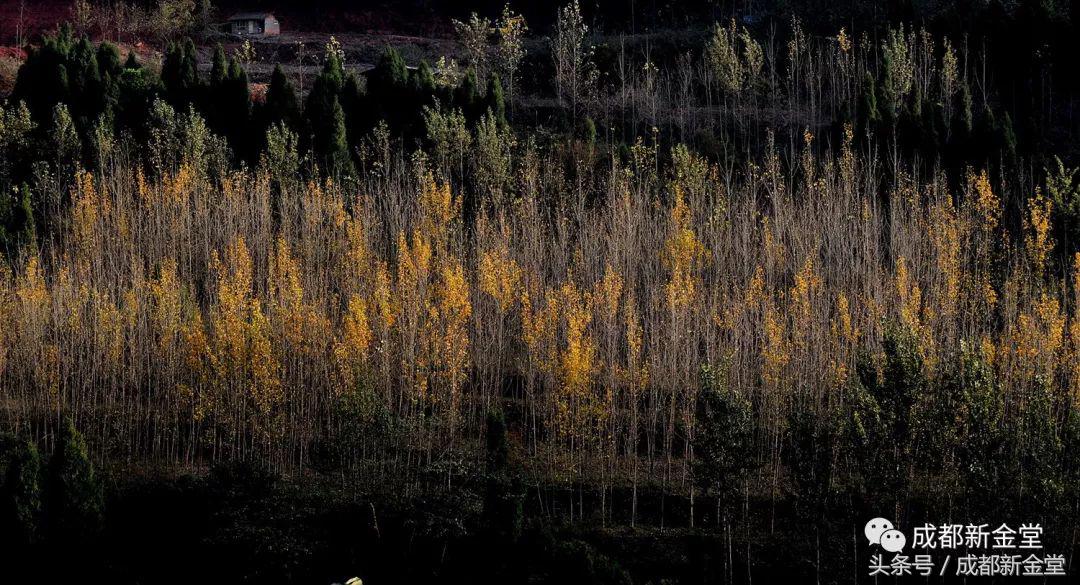 金堂秋色,秋天金堂十大必去景点