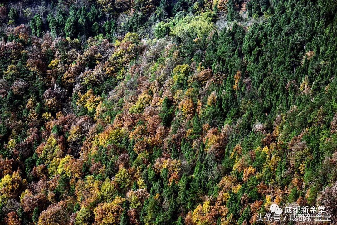 金堂秋色,秋天金堂十大必去景点