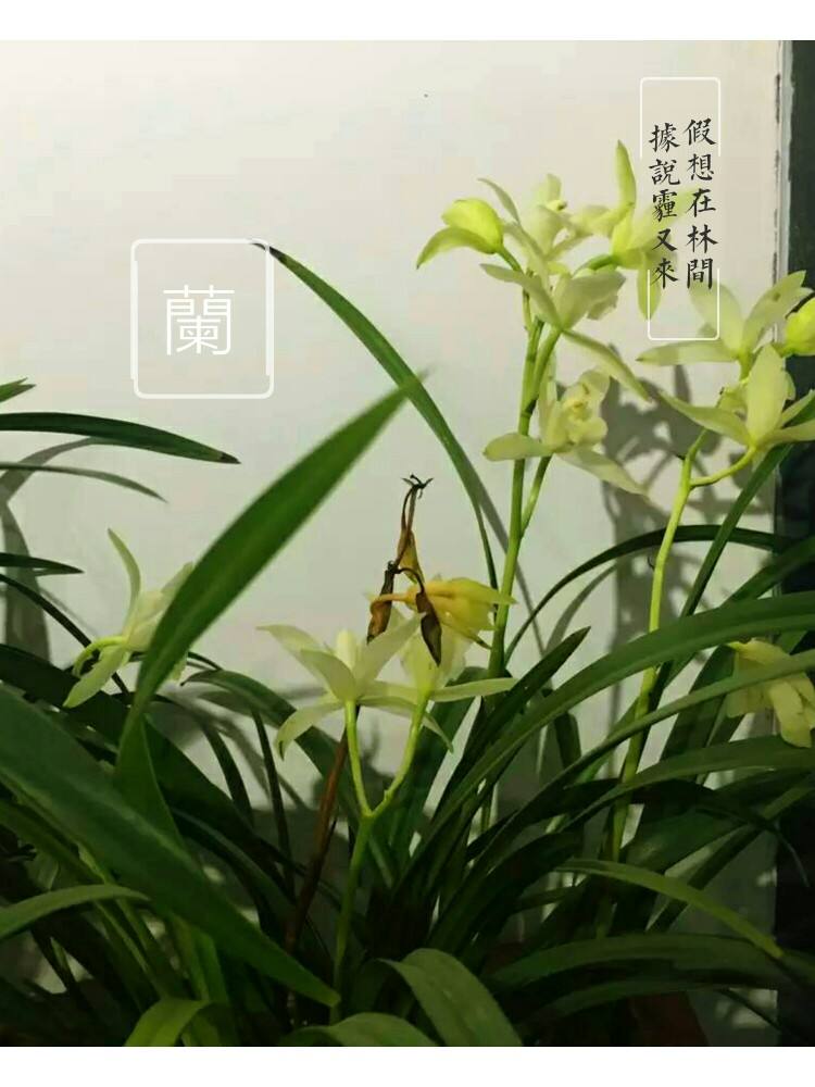 绌鸿胺浣充汉鍏拌姳璇存槑,绌鸿胺浣充汉鑺卞崏