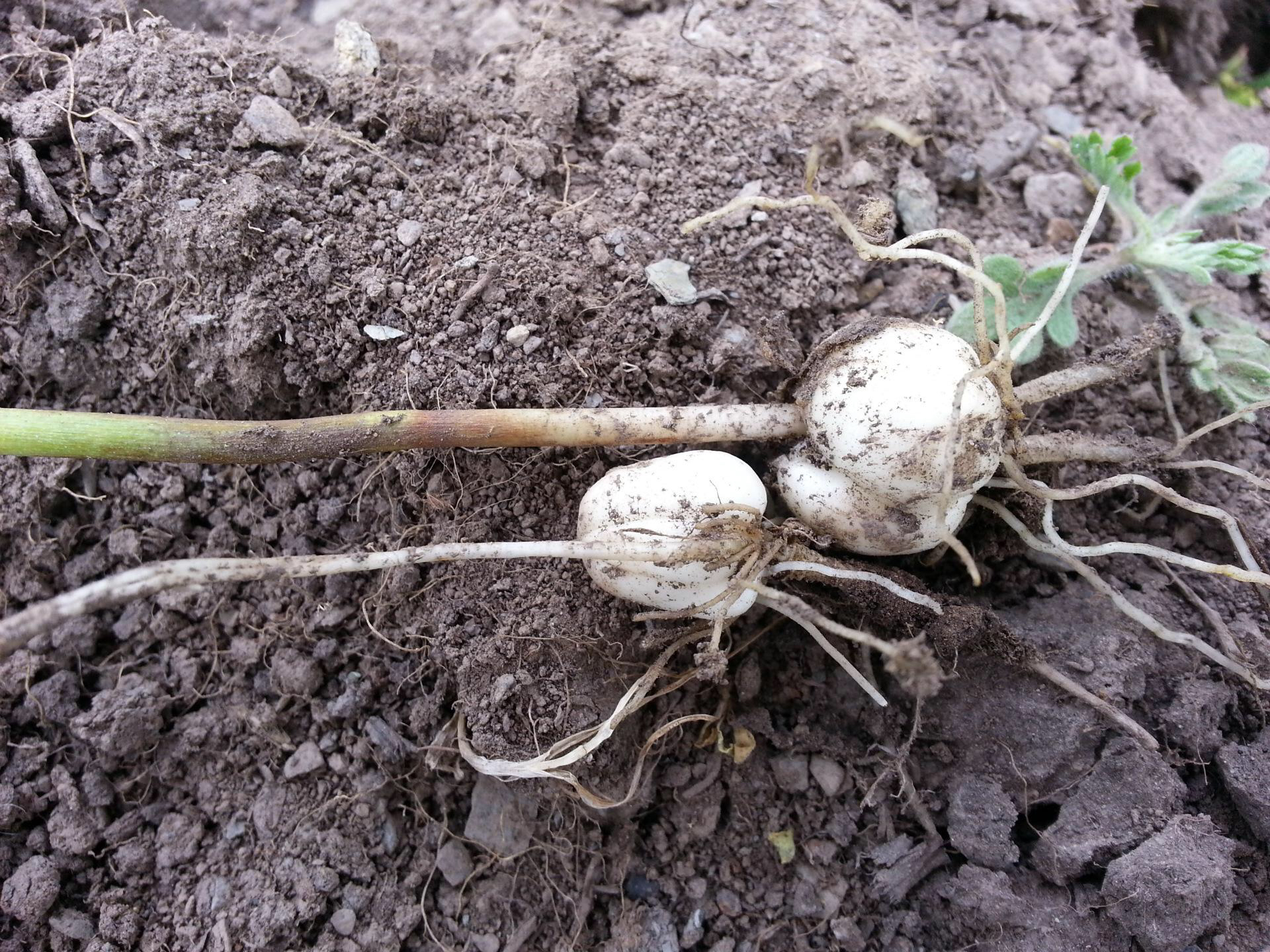 中药材川贝母价格,中药材川贝母