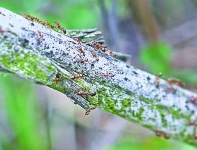 红蚂蚁咬人是怎么咬的,许多红蚂蚁咬人