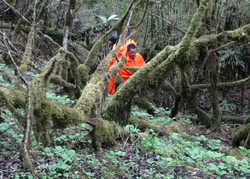 百慕大黑竹沟未解之谜,黑竹沟百慕大三角探险