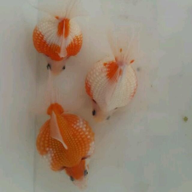 金鱼如何喂食需要注意什么,金鱼怎么喂食最快最好