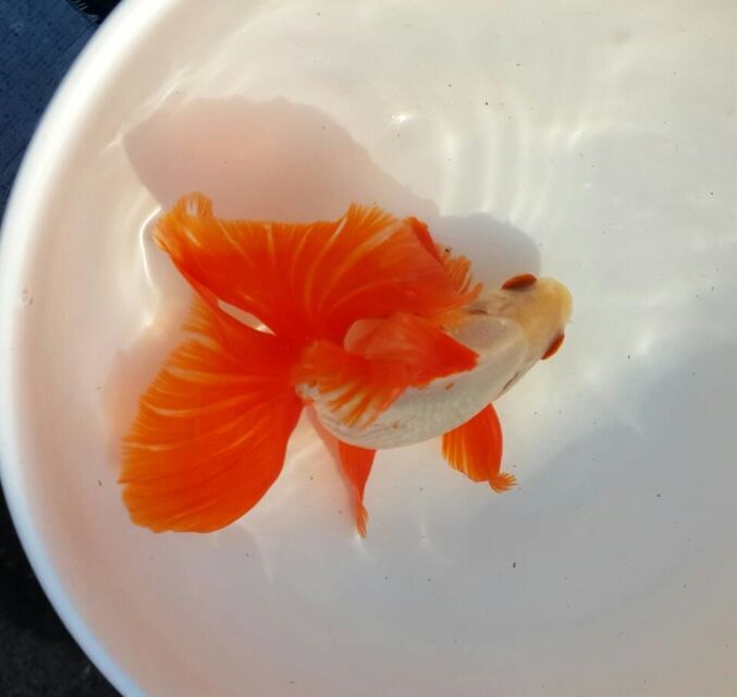 金鱼如何喂食需要注意什么,金鱼怎么喂食最快最好