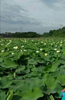 湘西小城故事特别多,小城故事湖南