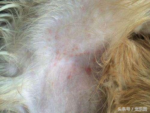 狗狗什么虫不能试着去除,狗狗除虫了有什么要注意的
