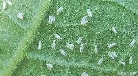 枇杷果实虫害防治及图谱,果树主要虫害识别与防治彩色图谱