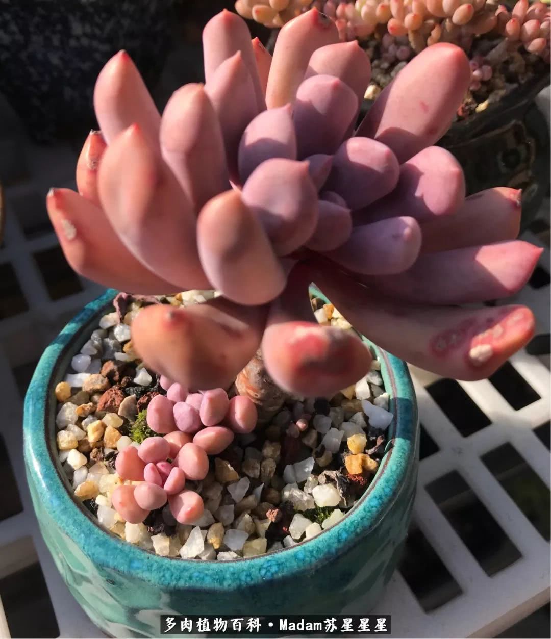 养多肉就是在不断折腾中寻找快乐,养多肉是我坚持做的最久的一件事