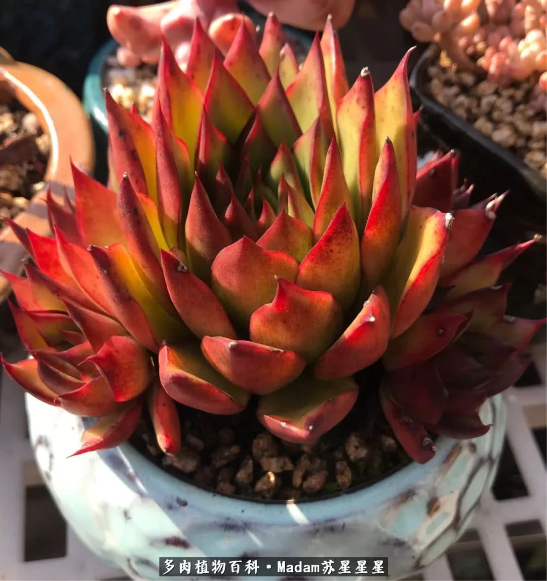 养多肉就是在不断折腾中寻找快乐,养多肉是我坚持做的最久的一件事