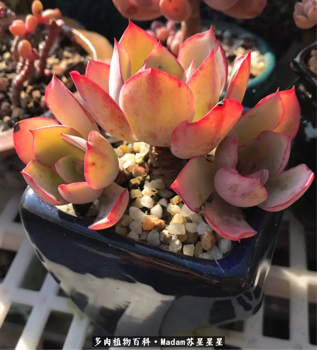 养多肉就是在不断折腾中寻找快乐,养多肉是我坚持做的最久的一件事