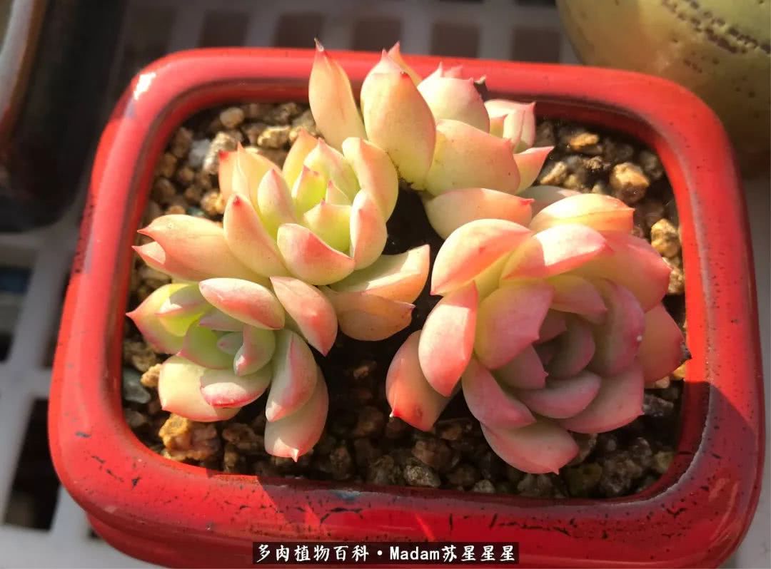 养多肉就是在不断折腾中寻找快乐,养多肉是我坚持做的最久的一件事