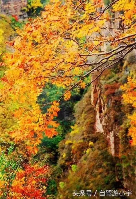 河南省赏红叶一日游,河南省秋天红叶最佳去处