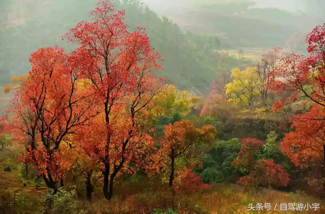 河南省赏红叶一日游,河南省秋天红叶最佳去处