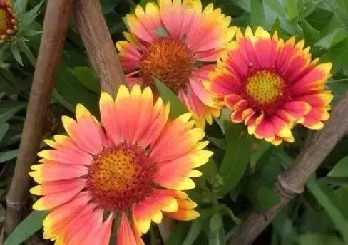 世界各国国花国鸟国树,世界各国的国花完整版