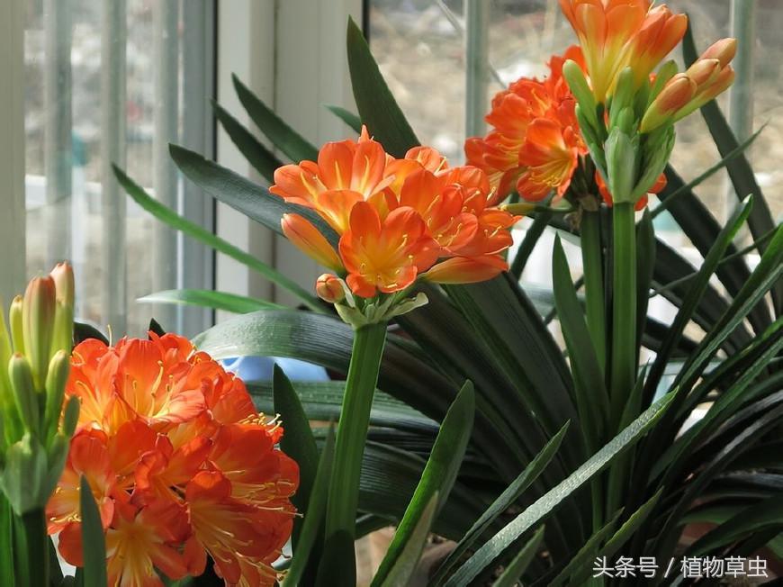 同样养护条件下有的君子兰不开花,君子兰开花后如何养护和管理