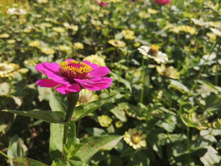 看看粉黛乱子草有多惊艳,粉黛乱子草被踩秃