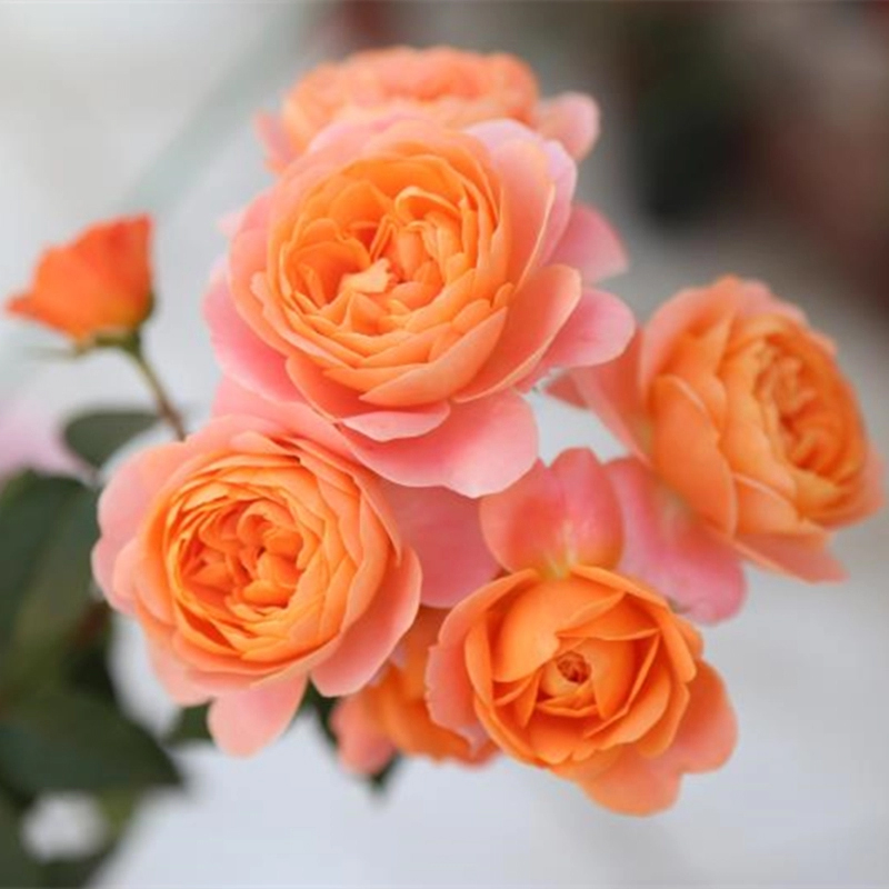 20种必买月季品种图片,网购月季有哪些品种好活