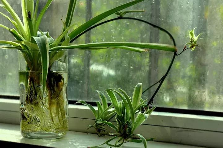 水培植物怎么养不会烂根叶黄,水培植物怎样养长得快又好养