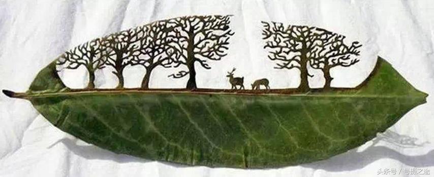 一叶一菩提禅境欣赏,一叶一菩提一窗一风景