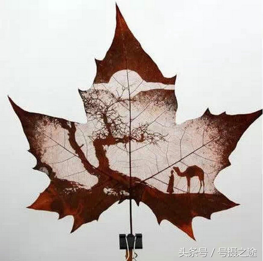 一叶一菩提禅境欣赏,一叶一菩提一窗一风景