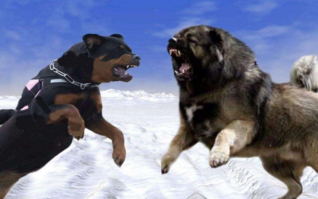 加纳利串拉布拉多,加纳利有名的狗