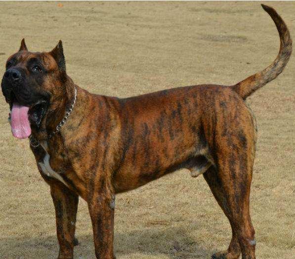 加纳利串拉布拉多,加纳利有名的狗