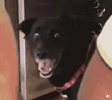 代购国外保健品安全吗,在新加坡穿假货犯法吗