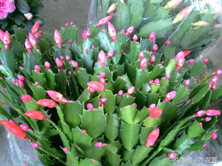 三棱箭嫁接蟹爪兰烂根怎么办,仙人掌嫁接蟹爪兰烂根了怎么处理