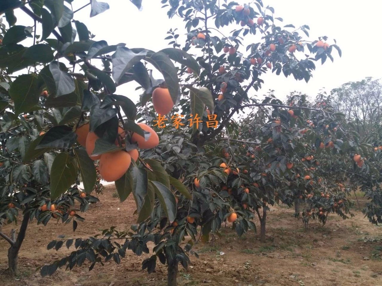 嘿，咱许昌有个地方产黑柿子，你知道吗？