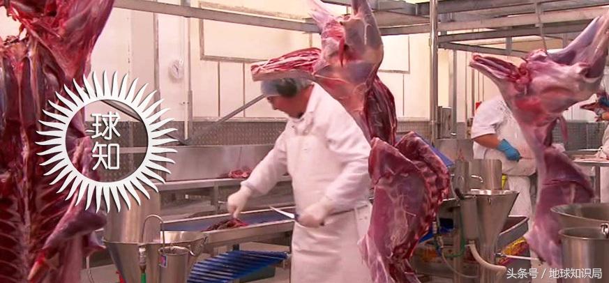 袋鼠可以吃桉树叶吗,袋鼠可以吃番茄吗