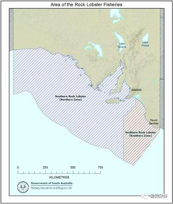 2023年澳洲龙虾进口最新政策,中国停止进口澳洲龙虾了吗
