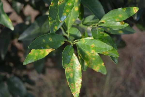 沃柑溃疡病的防治技巧,沃柑溃疡病的最佳防治方案