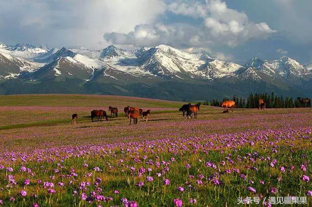 伊犁最美旅游风景区,伊犁旅游攻略探索最美风光
