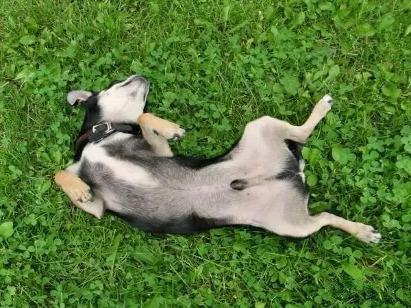 常被误解的4个狗狗肢体语言,狗狗的肢体语言你了解吗