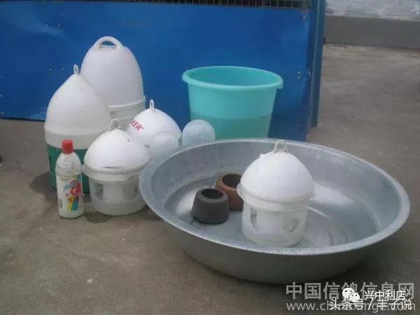 如何做好鸽舍卫生?尤其城市养鸽的看看