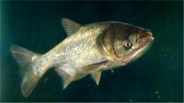 怎么解决手竿浮钓鲢鳙走水的问题,手竿钓鲢鳙技巧也就一招