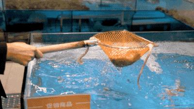 逛水族馆满脑子都是海鲜,水族馆里的海鲜