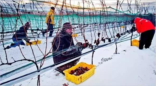 冰酒价格为什么这么高,冰酒的价格怎么相差那么大