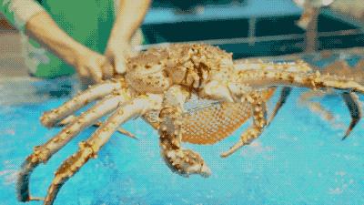 逛水族馆满脑子都是海鲜,水族馆里的海鲜