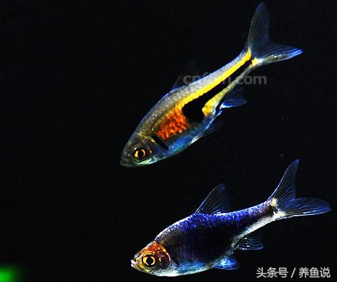 观赏鱼冬天加热棒费电吗,养热带鱼加热棒一般多少度电