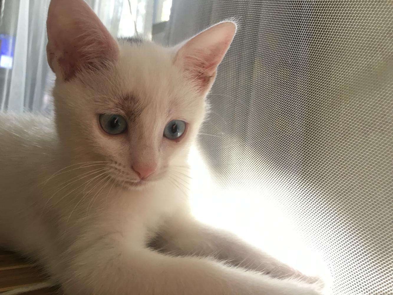 猫咪额头和耳朵秃了是怎么回事,猫咪头顶两侧为什么秃