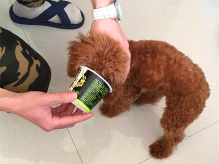 泰迪拒食,泰迪挑食不吃狗粮怎么办呢