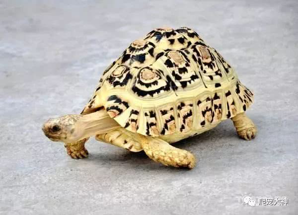 养陆龟怎么处罚,饲养鳄龟误区