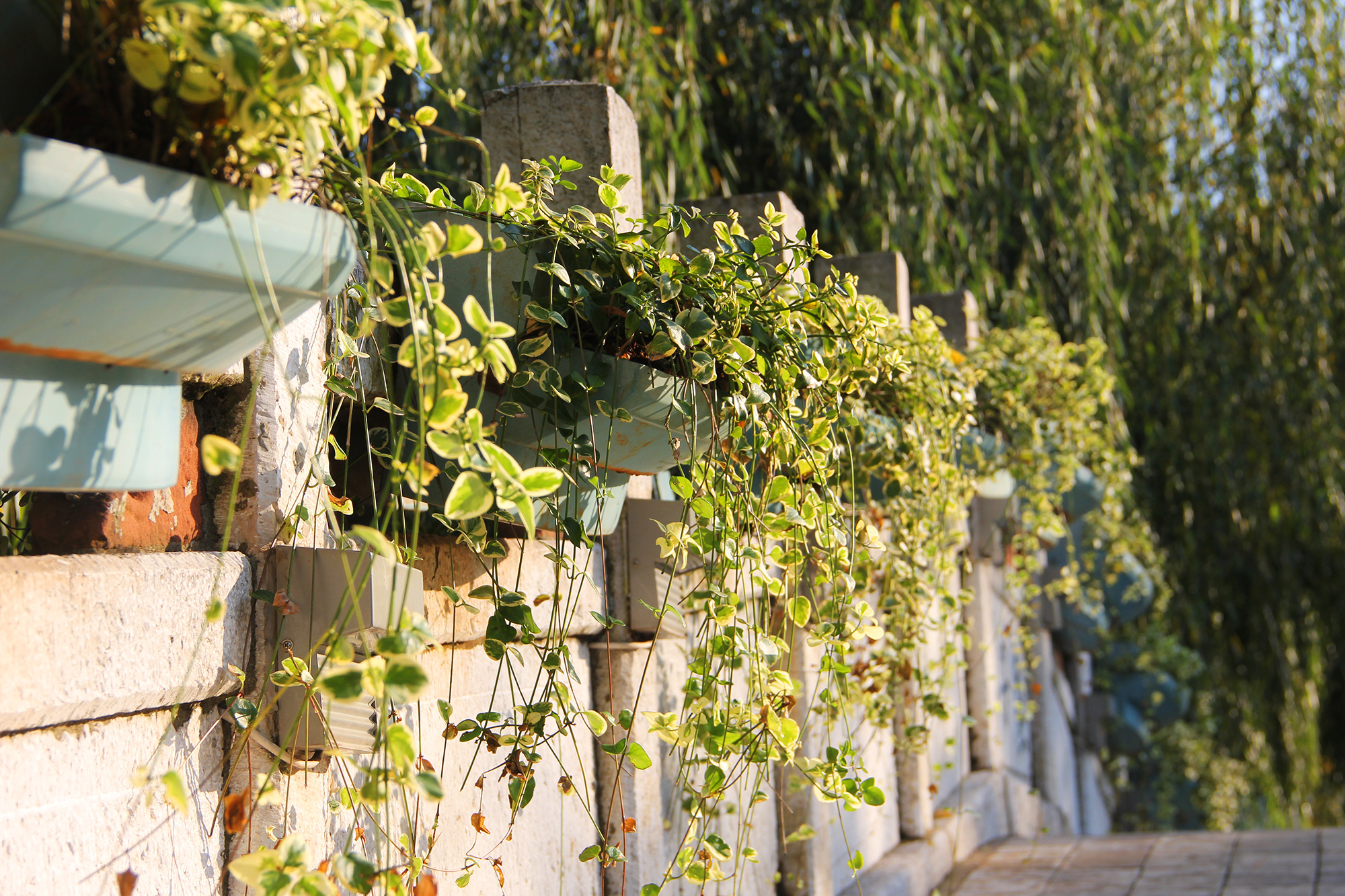 昆明翠湖公园照片,昆明翠湖公园简介资料