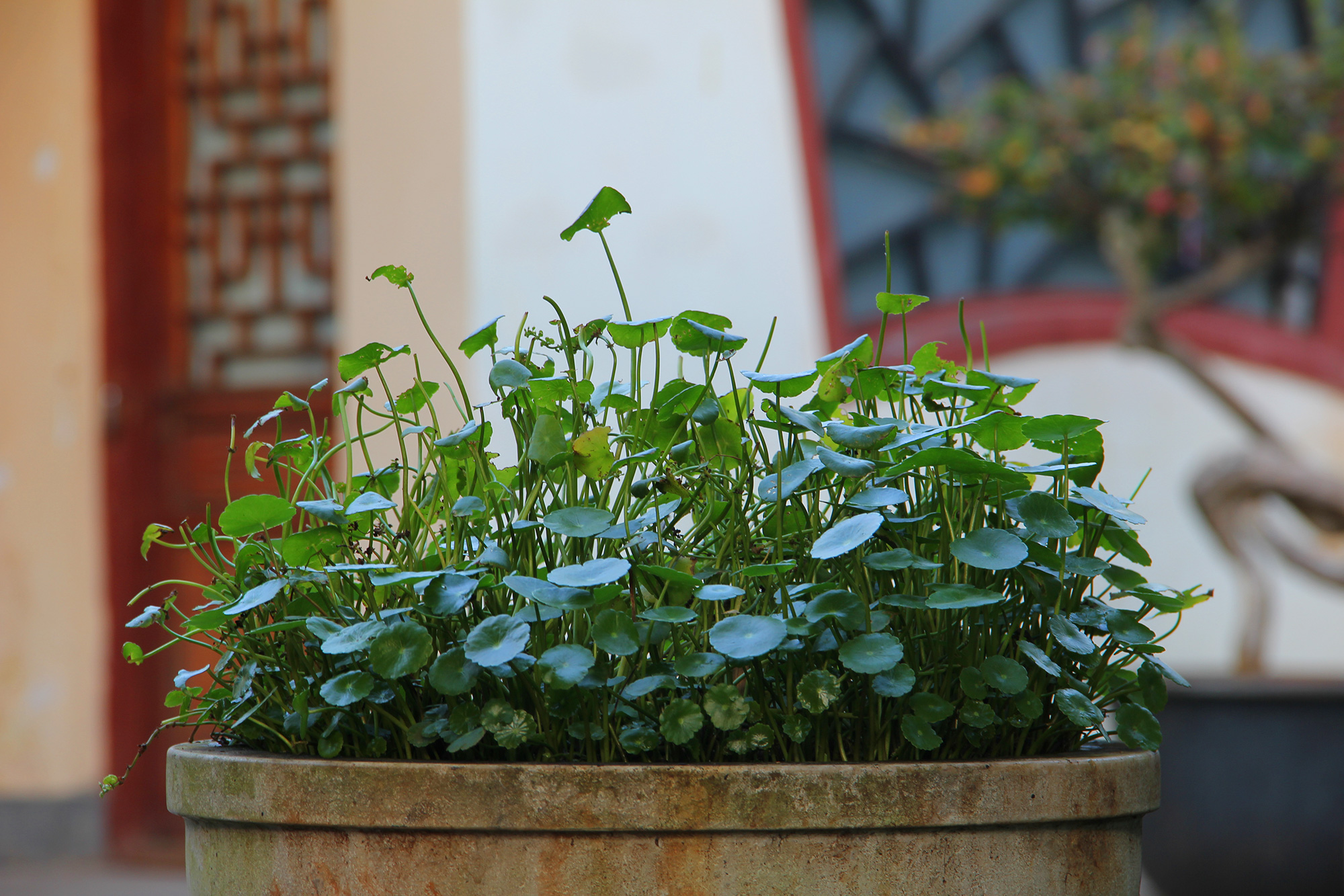 昆明翠湖公园照片,昆明翠湖公园简介资料
