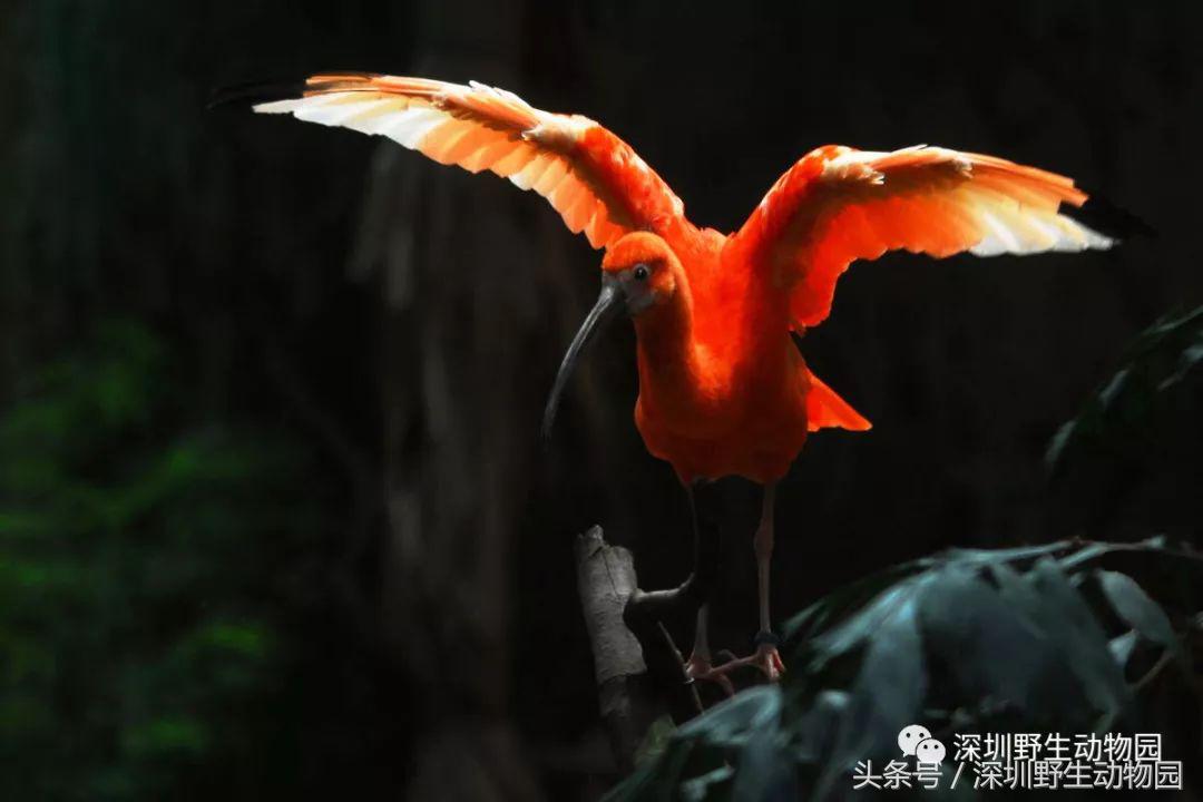 比较奇怪的动物名字有哪些,易读错猫科动物