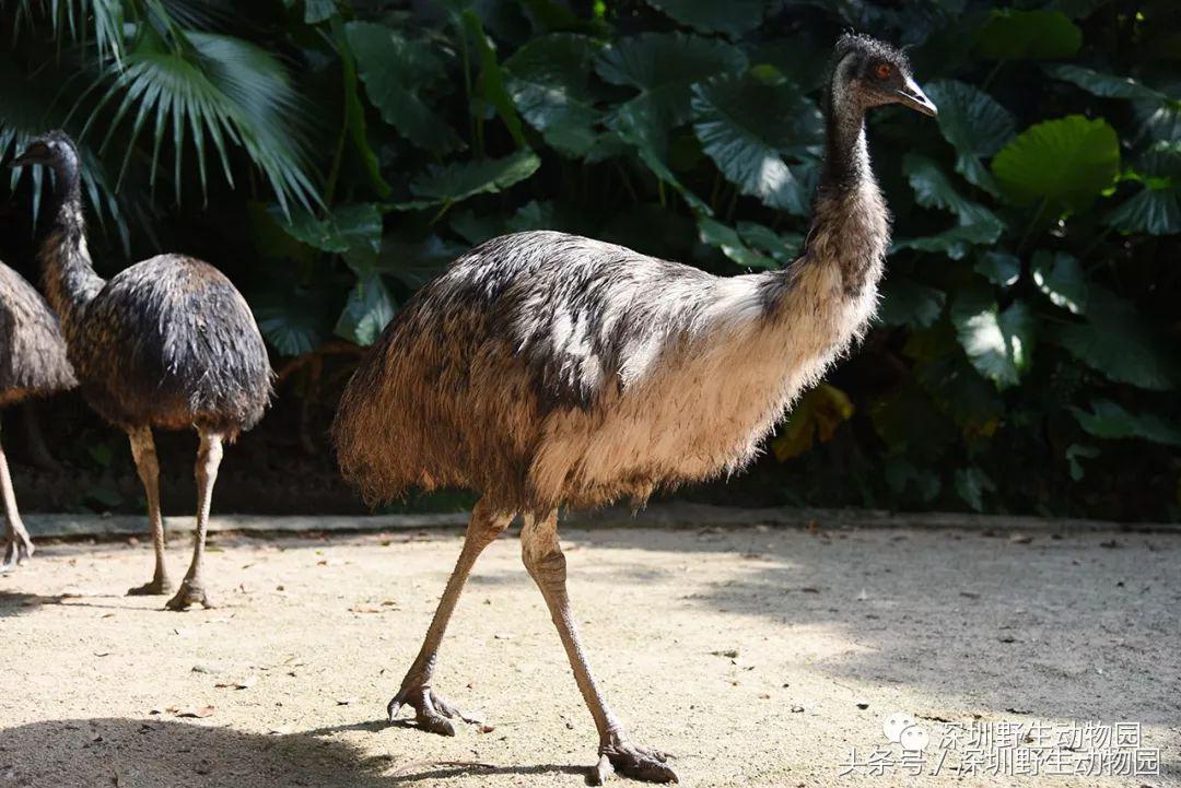 比较奇怪的动物名字有哪些,易读错猫科动物